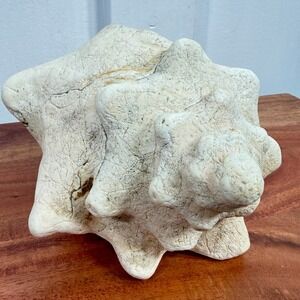 Large Vintage White Conch Shell 8.5 Inch Nautical Coastal Decor Specimen